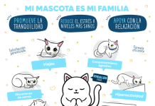 ¿Cómo reducir el estrés en mi gato? 10 Consejos reducir el estres en gatos