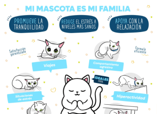 ¿Cómo reducir el estrés en mi gato? 10 Consejos reducir el estres en gatos