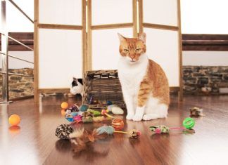 Juguetes y actividades divertidas para mantener a tu gato feliz y activo Juguetes y actividades divertidas para mantener a tu gato feliz y activo