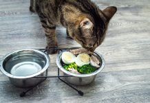 Deliciosas Recetas de Comida Casera para Gatos Deliciosas Recetas de Comida Casera para Gatos