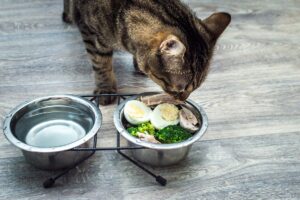 Deliciosas Recetas de Comida Casera para Gatos