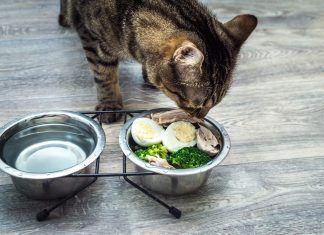 Deliciosas Recetas de Comida Casera para Gatos Deliciosas Recetas de Comida Casera para Gatos