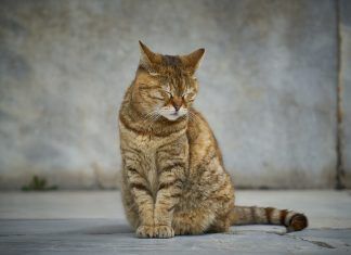 ¿En qué casos se recomienda la eutanasia para gatos? eutanasia en gatos