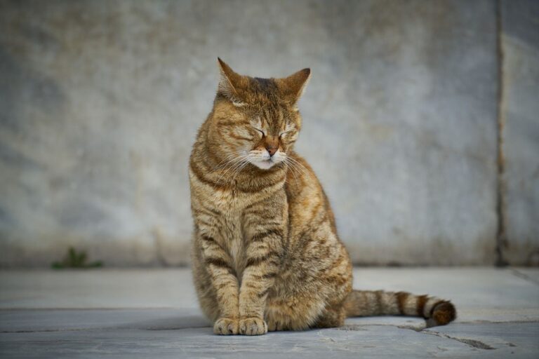 ¿En qué casos se recomienda la eutanasia para gatos?