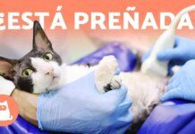 EMBARAZO de las Gatas. Guía completa