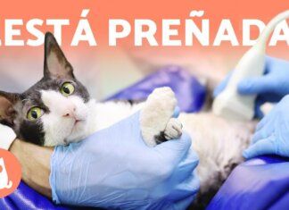 EMBARAZO de las Gatas. Guía completa