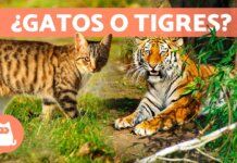 🐾 Razas de Gatos Atigrados: Belleza Salvaje en Casa 🐾