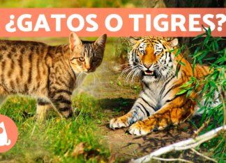 🐾 Razas de Gatos Atigrados: Belleza Salvaje en Casa 🐾