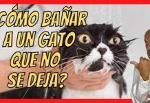 Cómo Bañar a un Gato: Guía Paso a Paso para un Baño sin Estrés