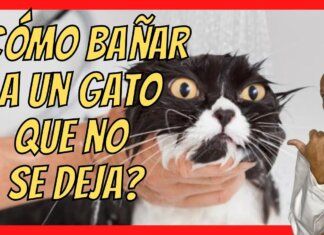Cómo Bañar a un Gato: Guía Paso a Paso para un Baño sin Estrés