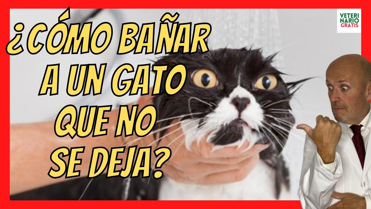 Como Bañar A Mi Gato Sin Que Me Arañe