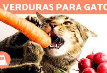 Dieta Vegetariana para Gatos ¿Es una Opción Viable? gatos vegetarianos